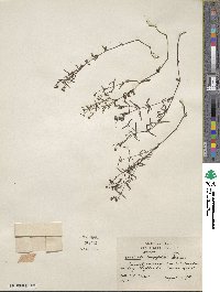 Houstonia longifolia image