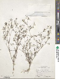 Stenaria nigricans image