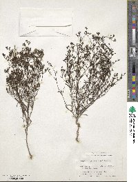 Stenaria nigricans image