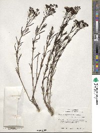 Stenaria nigricans image