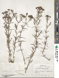 Stenaria nigricans image