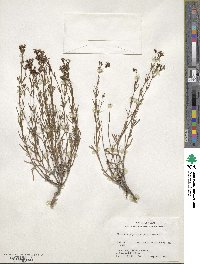 Stenaria nigricans image