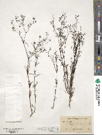 Stenaria nigricans image