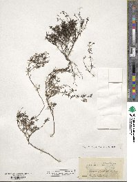 Stenaria nigricans image