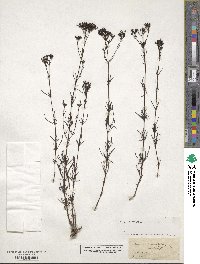 Stenaria nigricans image