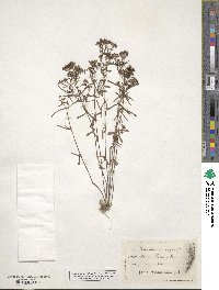 Stenaria nigricans image