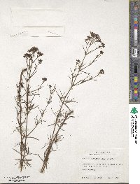 Stenaria nigricans image