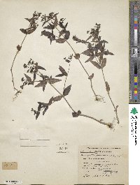 Houstonia purpurea image