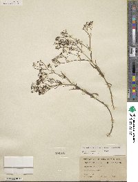 Stenaria nigricans image