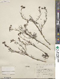 Stenaria nigricans image