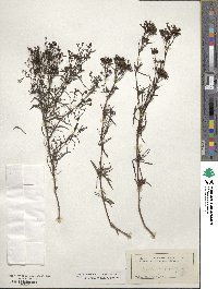 Stenaria nigricans image