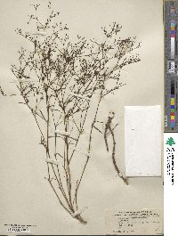 Stenaria nigricans image