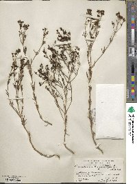 Stenaria nigricans image