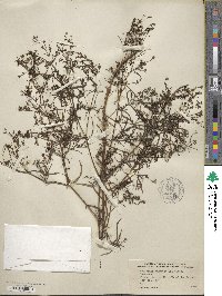 Stenaria nigricans image