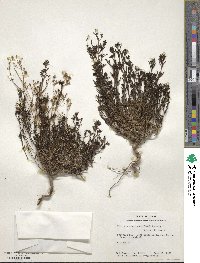 Stenaria nigricans image