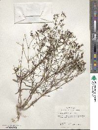 Stenaria nigricans image