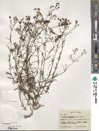 Stenaria nigricans image