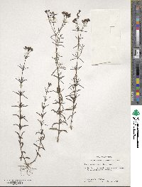 Stenaria nigricans image