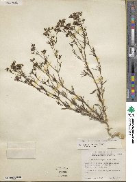 Stenaria nigricans image