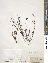 Stenaria nigricans image