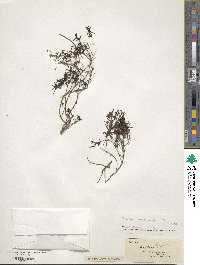 Stenaria nigricans image