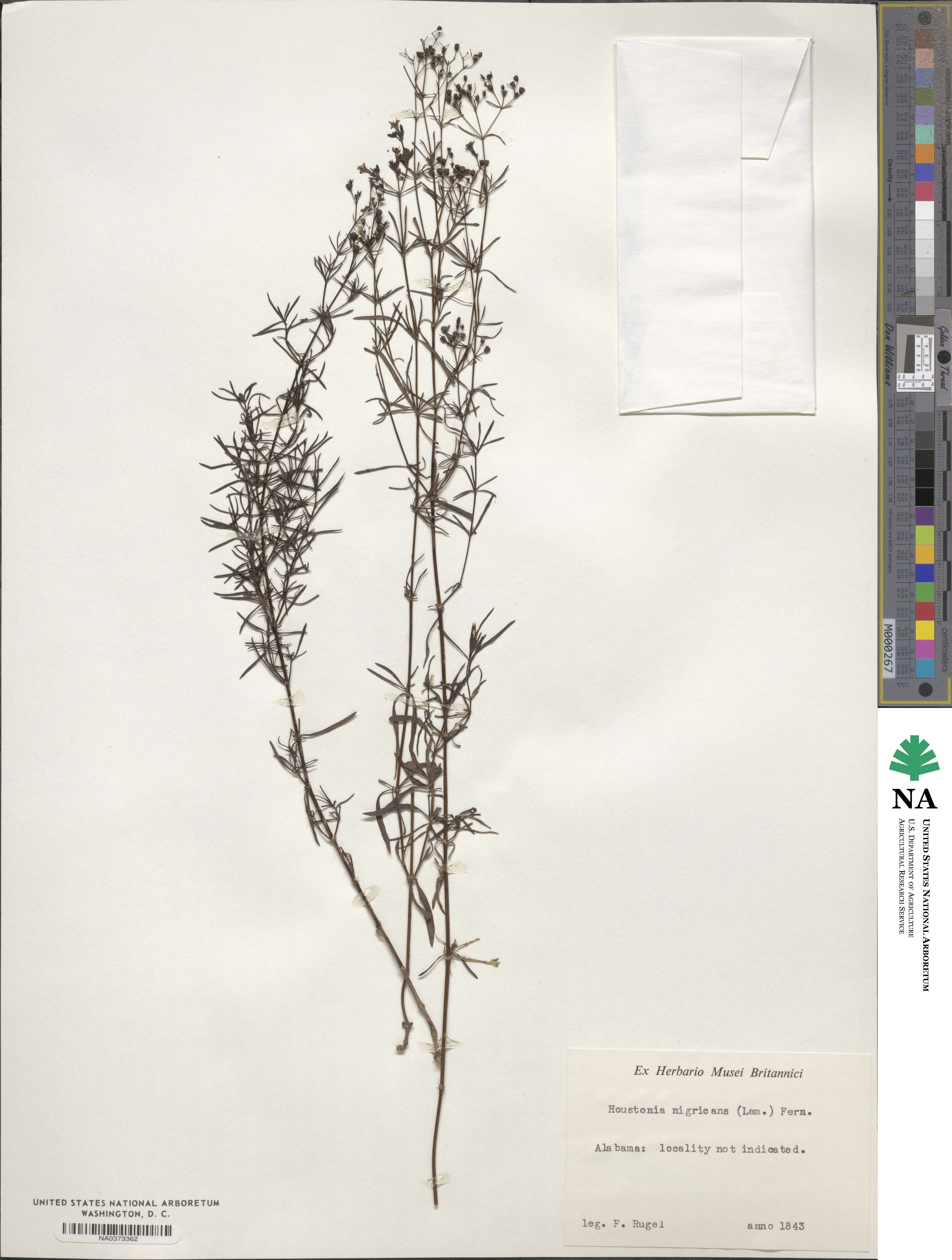 Stenaria nigricans image