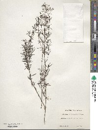 Stenaria nigricans image