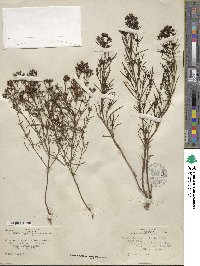 Stenaria nigricans image