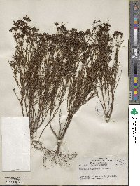 Stenaria nigricans image