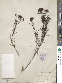 Stenaria nigricans image