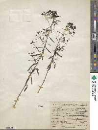 Stenaria nigricans image