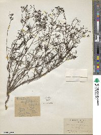 Stenaria nigricans image