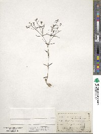 Houstonia longifolia image