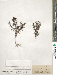 Houstonia longifolia image