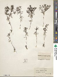 Houstonia longifolia image