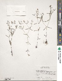 Houstonia longifolia image