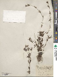 Houstonia longifolia image