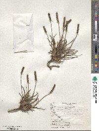 Plantago maritima image