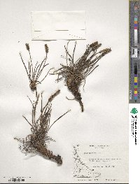 Plantago maritima image