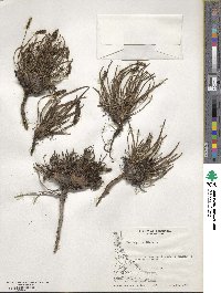 Plantago maritima image