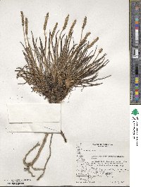 Plantago maritima image