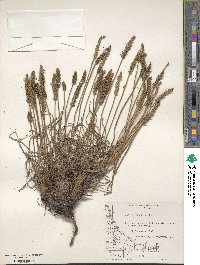 Plantago maritima image