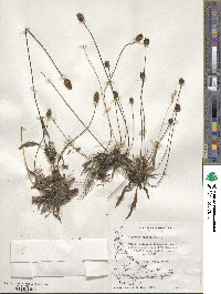 Plantago lanceolata image