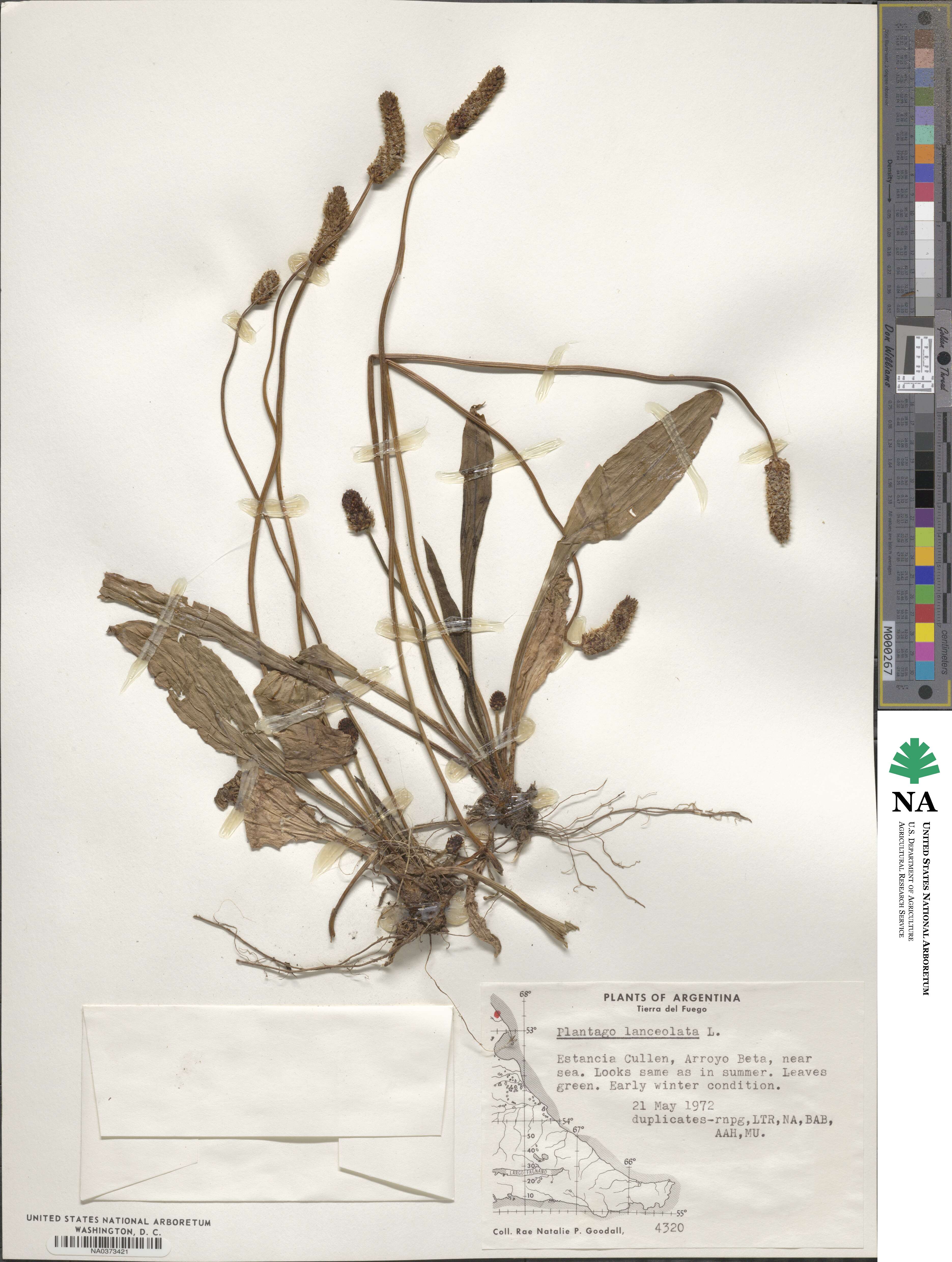 Plantago lanceolata image