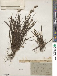 Plantago limensis image