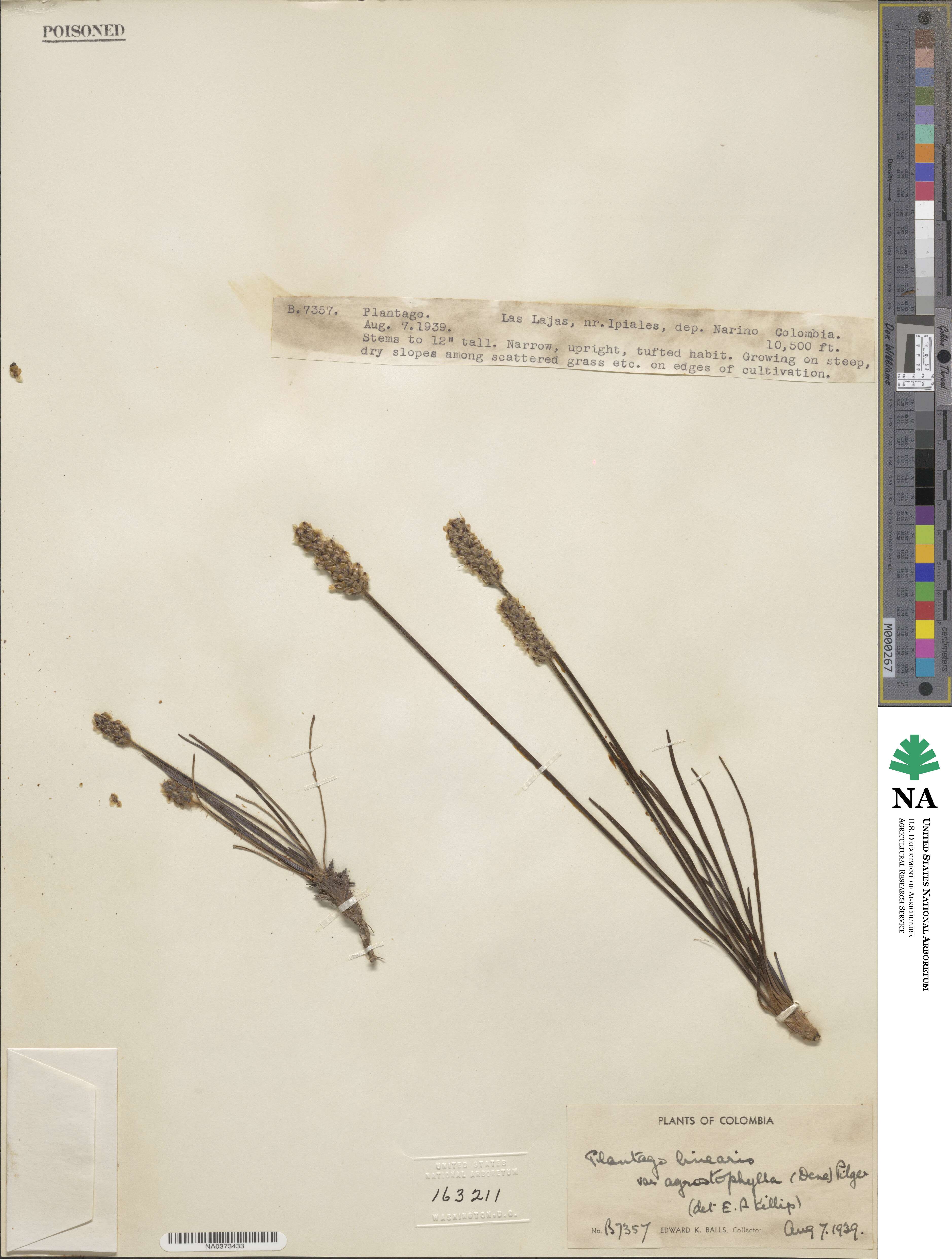 Plantago linearis image