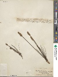 Plantago linearis image