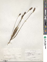 Plantago litorea image