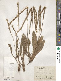 Plantago australis image