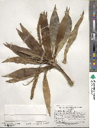 Plantago fernandezia image